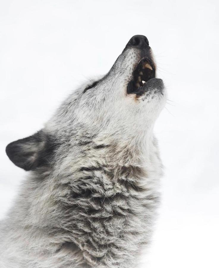 Wildhomes Wild Wolf Lodge Κουρμαγιέρ Εξωτερικό φωτογραφία