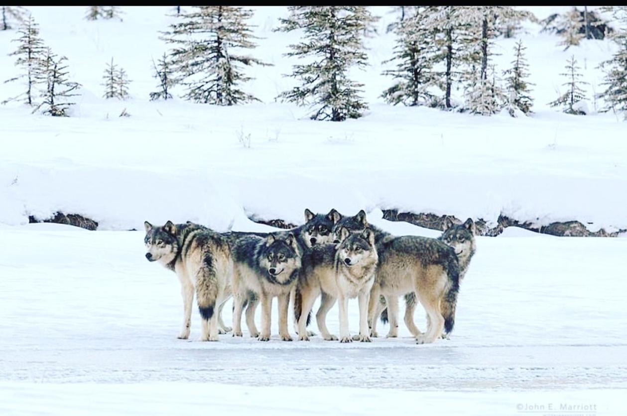 Wildhomes Wild Wolf Lodge Κουρμαγιέρ Εξωτερικό φωτογραφία